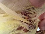 IMG_6635.jpeg