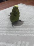 IMG_5070.jpeg