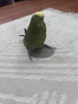 IMG_5071.jpeg