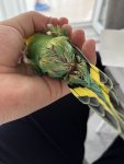 IMG_2595.jpeg
