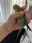 IMG_2596.jpeg