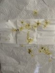 IMG_0866.jpeg