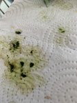 IMG_0750.jpeg