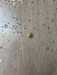 IMG_7108.jpeg