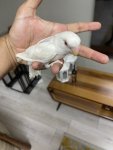 IMG_2138.jpeg