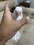 IMG_2135.jpeg