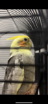 IMG_1150.png