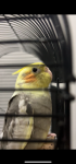 IMG_1151.png