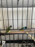 IMG_2900.jpeg