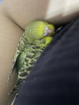 IMG_0055.jpeg
