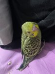 IMG_0053.jpeg