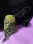 IMG_0052.jpeg