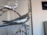 IMG_4237.jpeg
