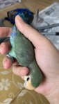 IMG_1785.jpeg