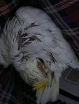 IMG_2768.jpeg