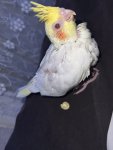 IMG_2766.jpeg