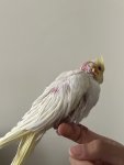 IMG_3616.jpeg
