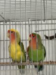 IMG_4929.jpeg