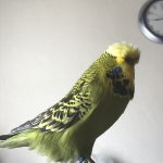 jumbo-muhabbet-kusu.jpg