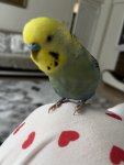 IMG_6747.jpeg