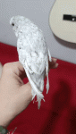 VID-20250925-WA0035(1).gif