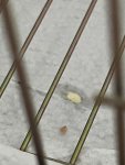 IMG_1894.jpeg
