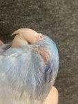 IMG_8270.jpeg