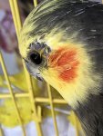 IMG_1790.jpeg
