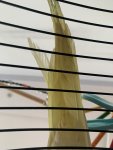 IMG_1775.jpeg