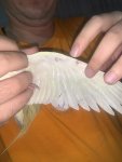 IMG_1726.jpeg
