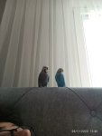 IMG_20251105_124024.jpg