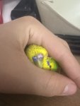 IMG_9145.jpeg