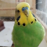 erol