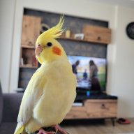 Wazesx