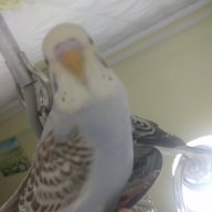 Mete_123