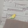 limoncuk 🍋🍋
