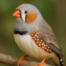 finch55