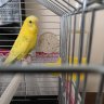 GaddarLimon