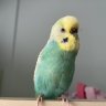 bulutbobi