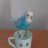 Mehmet1