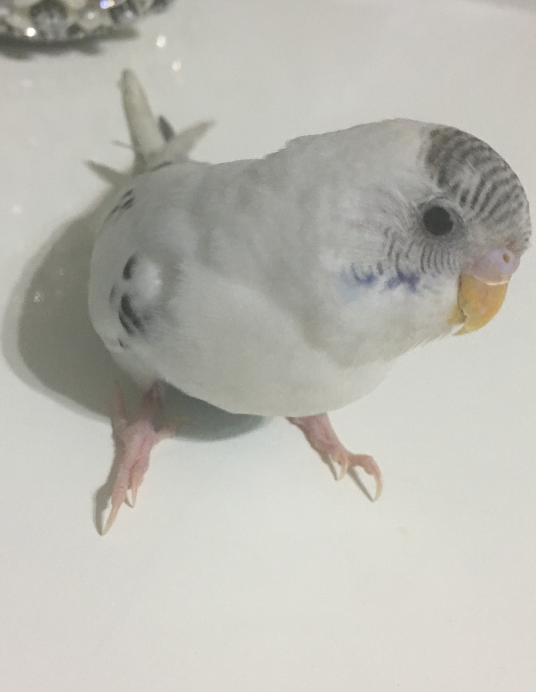 Kusumuz Yuruyemiyor Kafeskuslari Com Muhabbet Kusu Sultan Papagani Ispinoz Kanarya Forumu