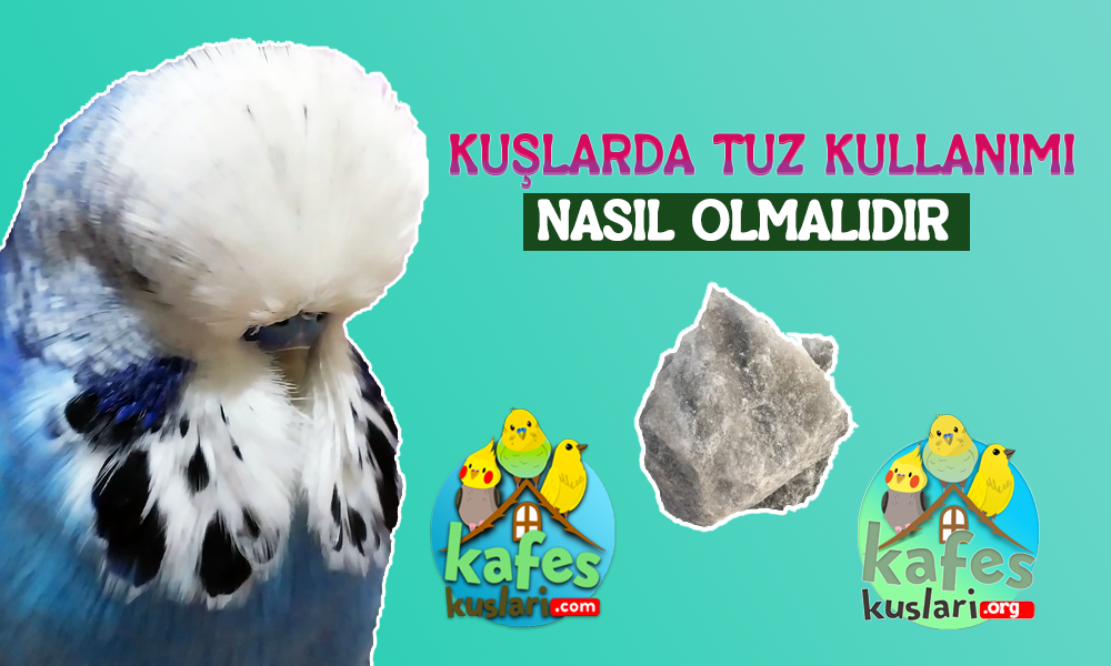 www.kafeskuslari.org