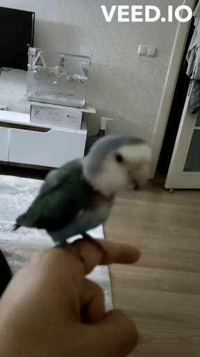 veed.io