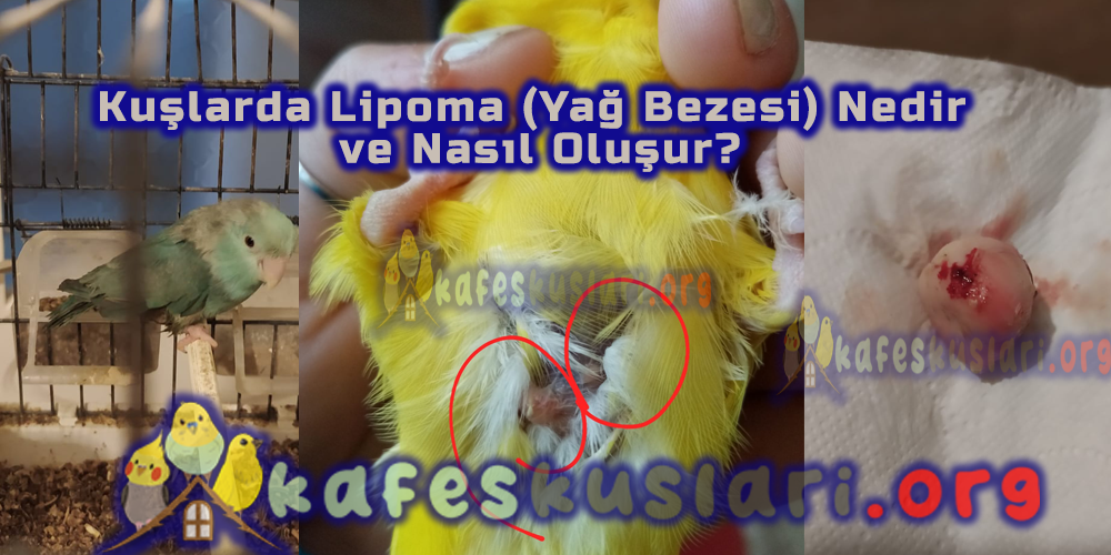 www.kafeskuslari.org